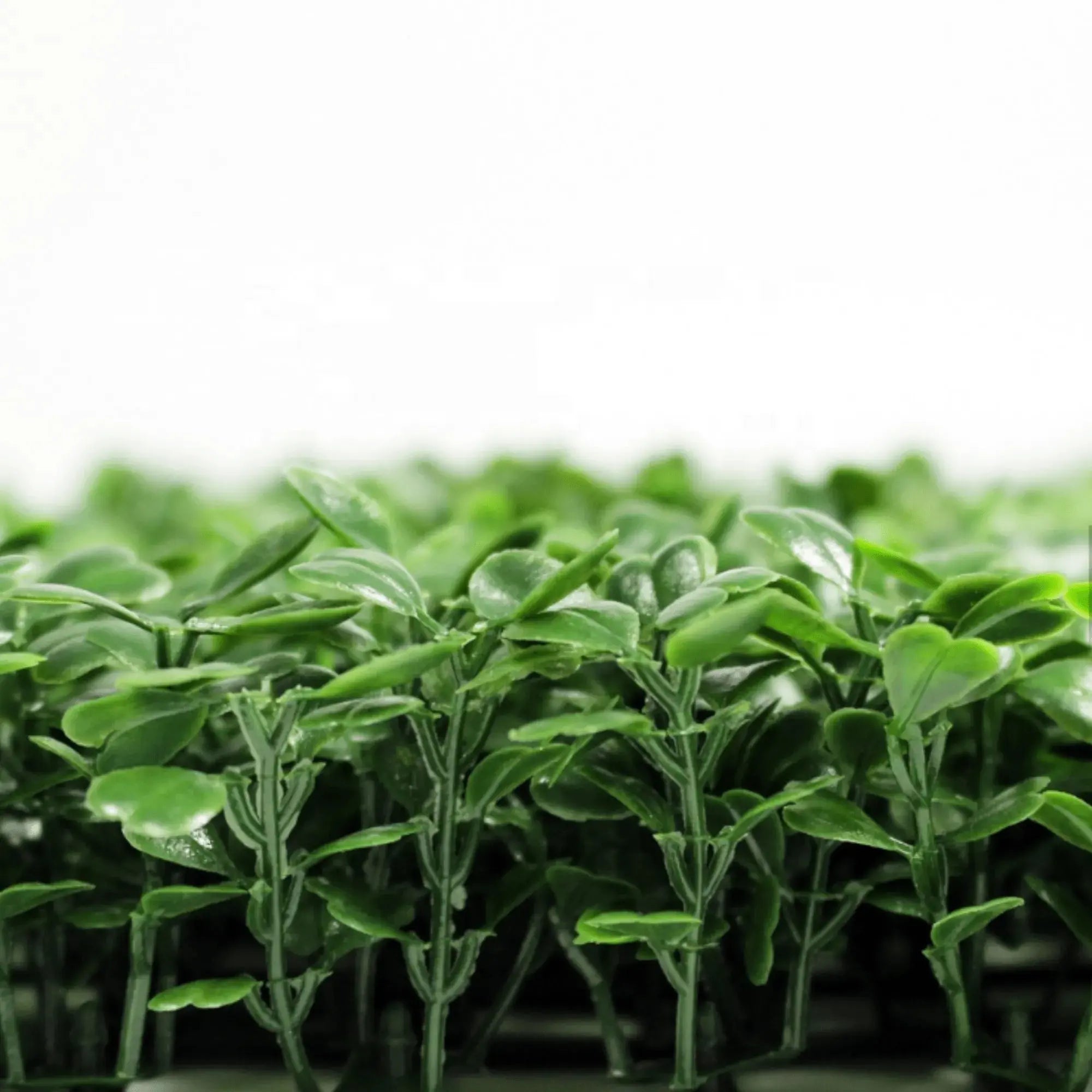 Dark Artificial Boxwood Wall (6 Pieces 40" x 40") 66 SQ FT Set Commercial Grade UV Resistant (EXCESS STOCK PRICE)