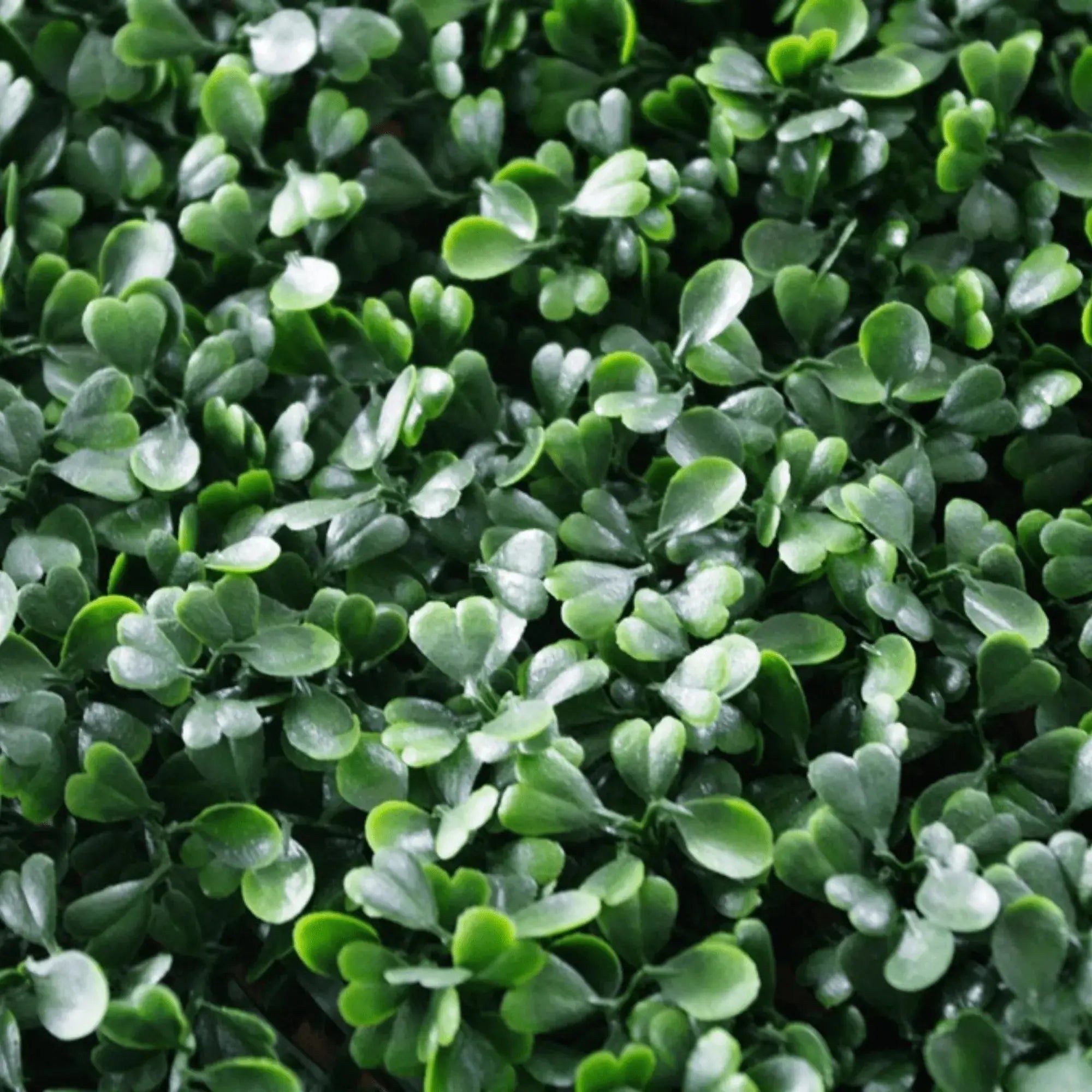 Dark Artificial Boxwood Wall (6 Pieces 40" x 40") 66 SQ FT Set Commercial Grade UV Resistant (EXCESS STOCK PRICE)