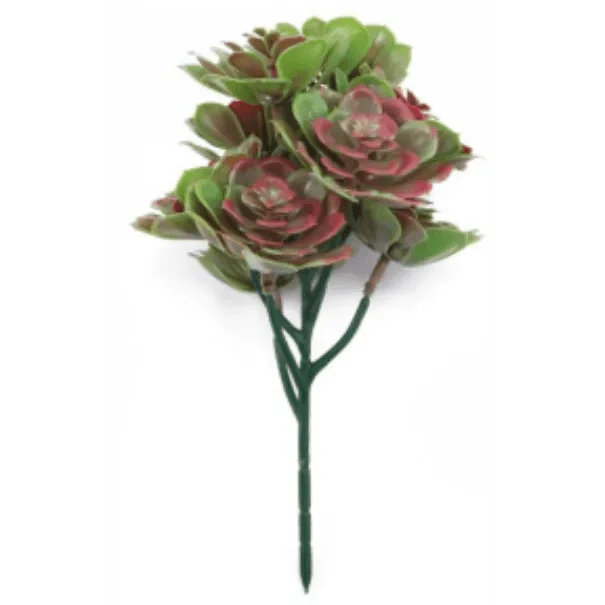 Set of 5 Red and Green Aeoniums Succulent Plants – 30cm / 11.8" UV Resistant