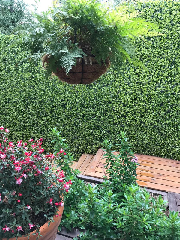 Hanging Plants