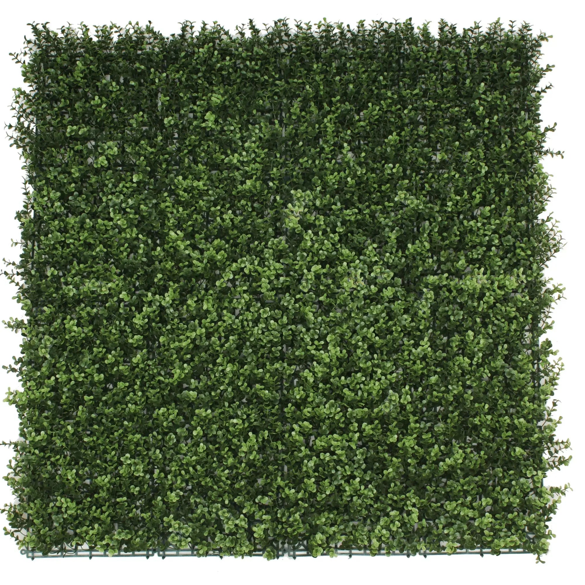 Sample Panel of Natural Artificial Boxwood Wall (Small Sample) Commercial Grade UV Resistant 
