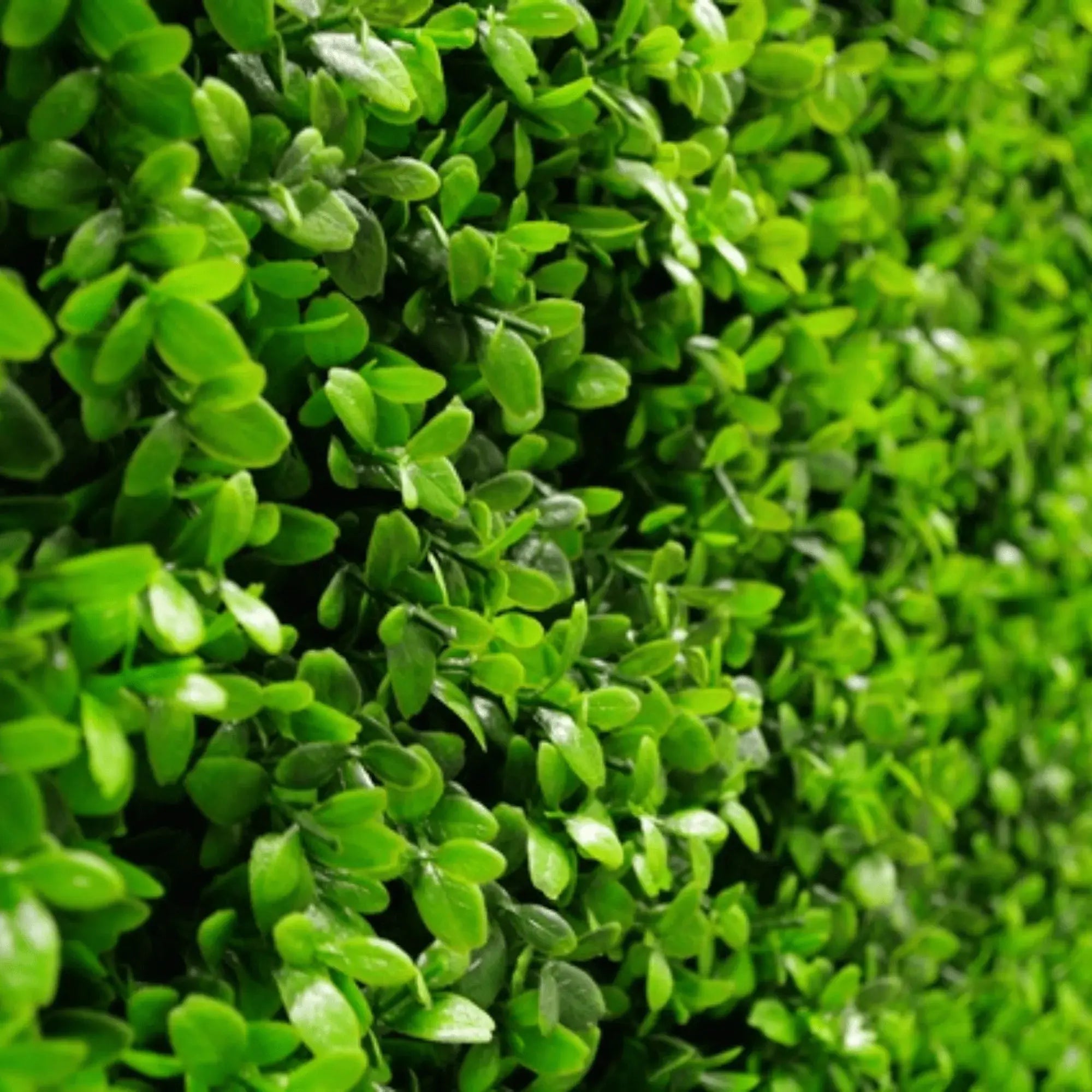 Sample Panel of Premium Bright Artificial Boxwood Wall (Small Sample) Commercial Grade UV Resistant 