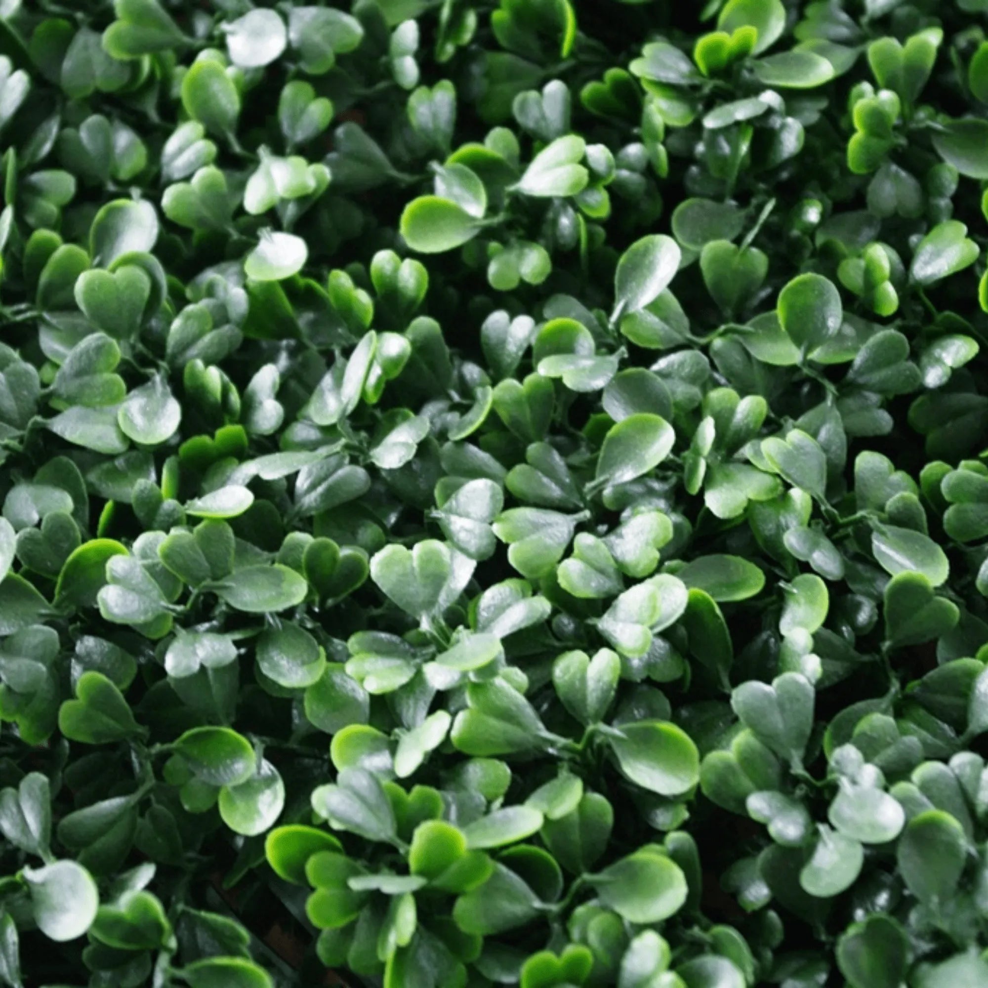 Dark Artificial Boxwood Wall (6 Pieces 40" x 40") 66 SQ FT Set Commercial Grade UV Resistant (EXCESS STOCK PRICE)