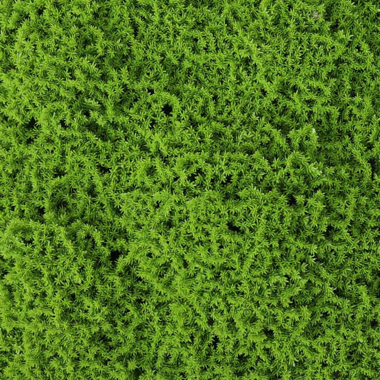 Artificial Moss Hedge Panel Screen Front View of Green Wall Moss Panel Close up of Moss Leaves