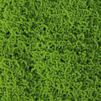 Artificial Moss Hedge Panel Screen Front View of Green Wall Moss Panel Close up of Moss Leaves