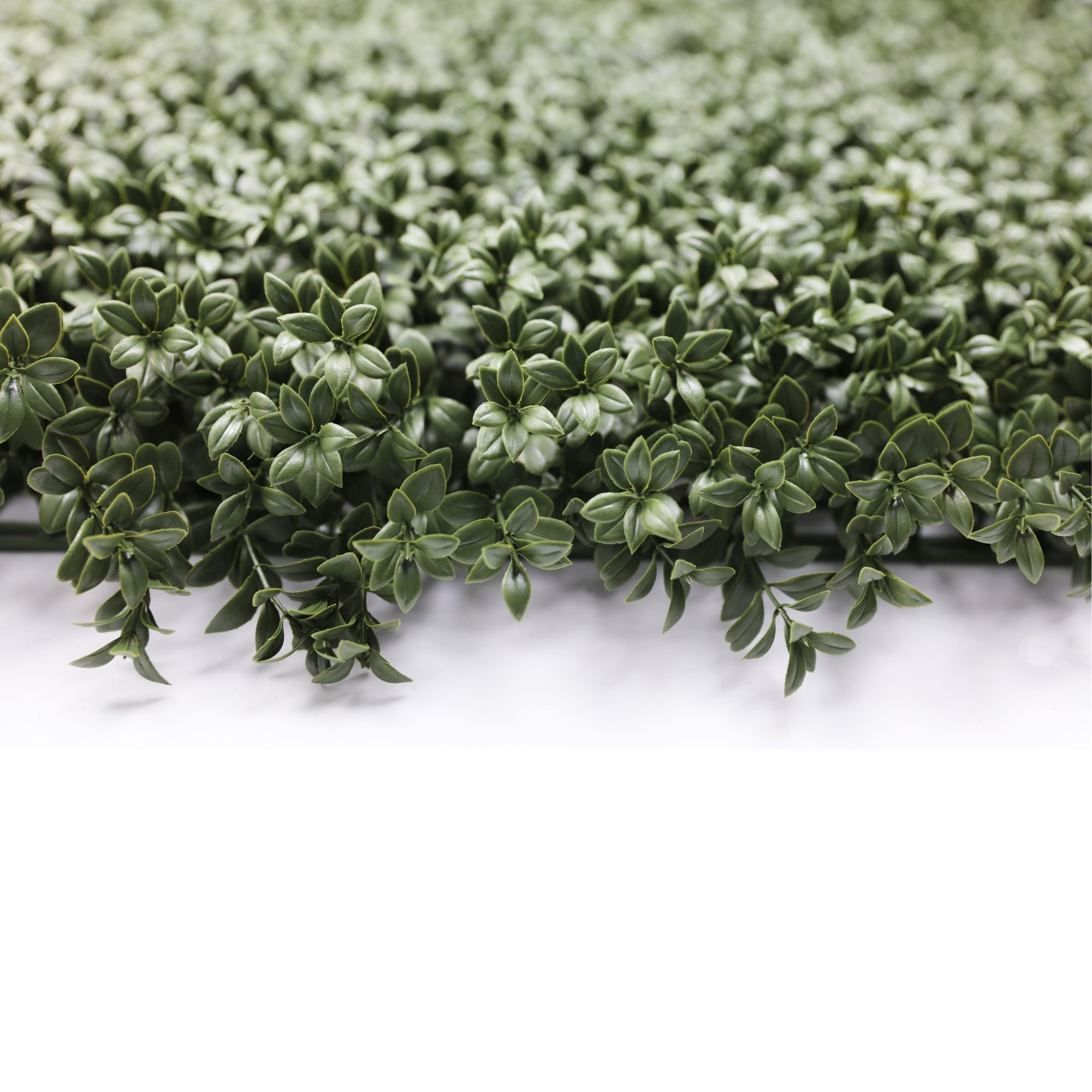 Dark Dark Green Extra Dense Boxwood Foliage 1m x 1m /40″x40″ Vertical Garden Wall UV+ FR