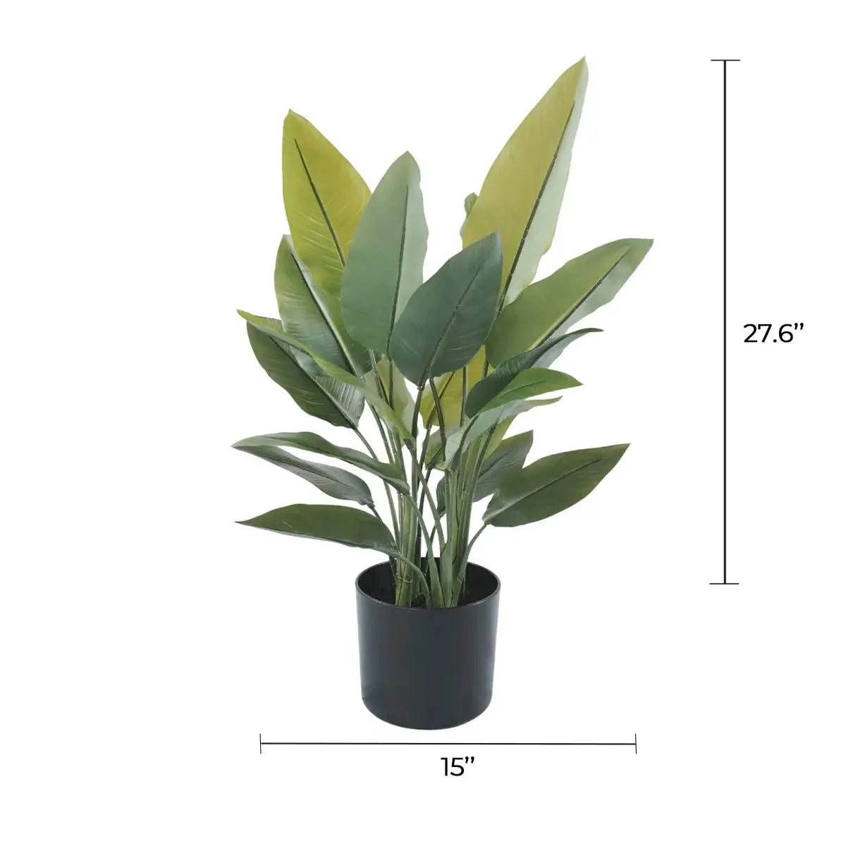 Premium Small Potted Strelitzia / Bird of Paradise 27.6in 