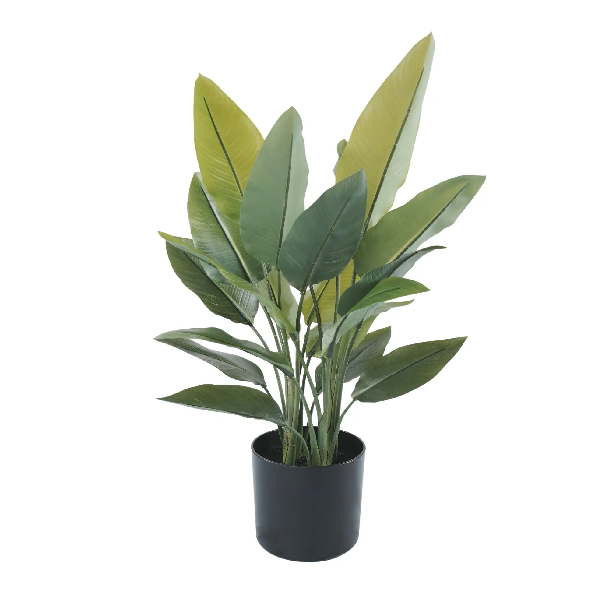 Premium Small Potted Strelitzia / Bird of Paradise 27.6in 