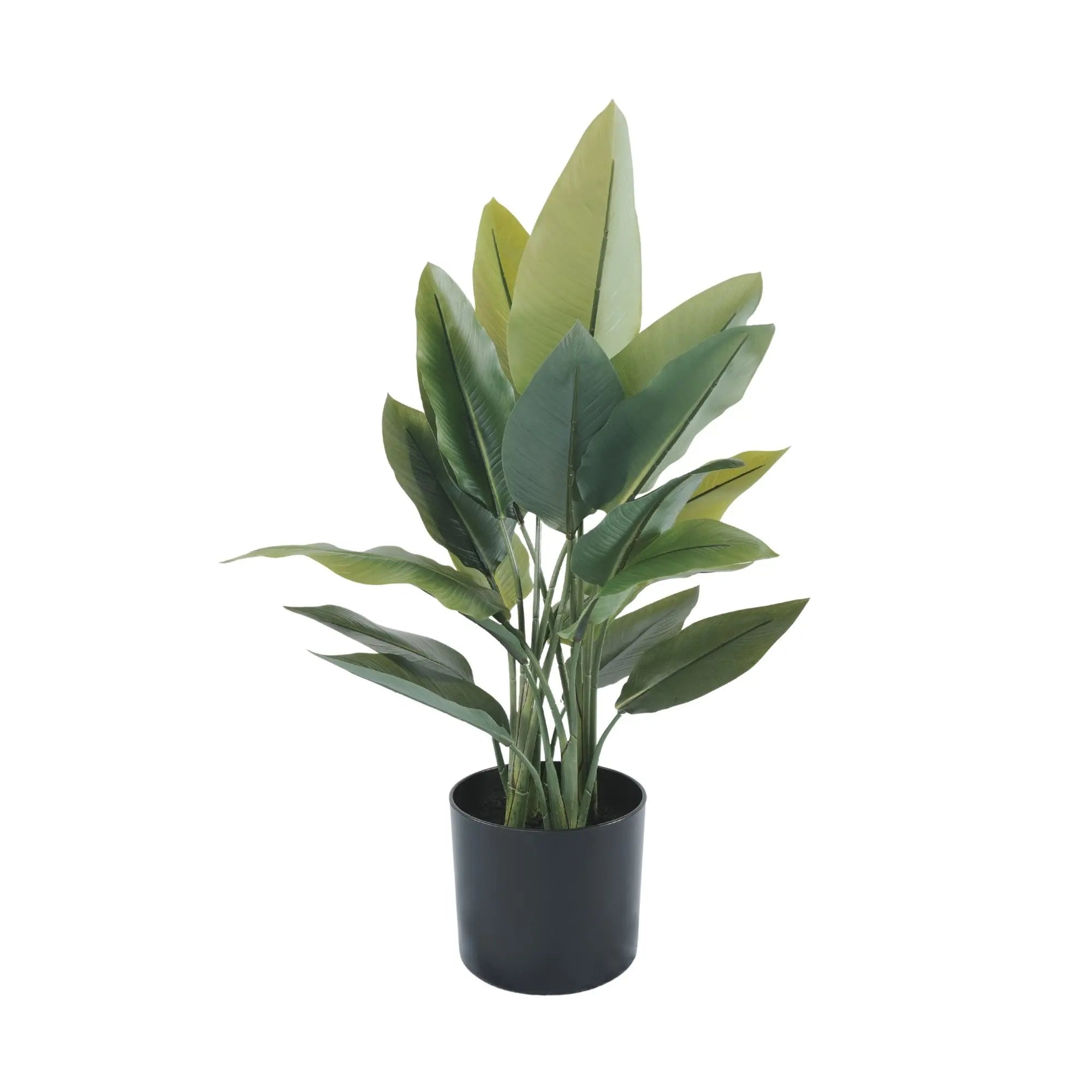 Premium Small Potted Strelitzia / Bird of Paradise 27.6in 