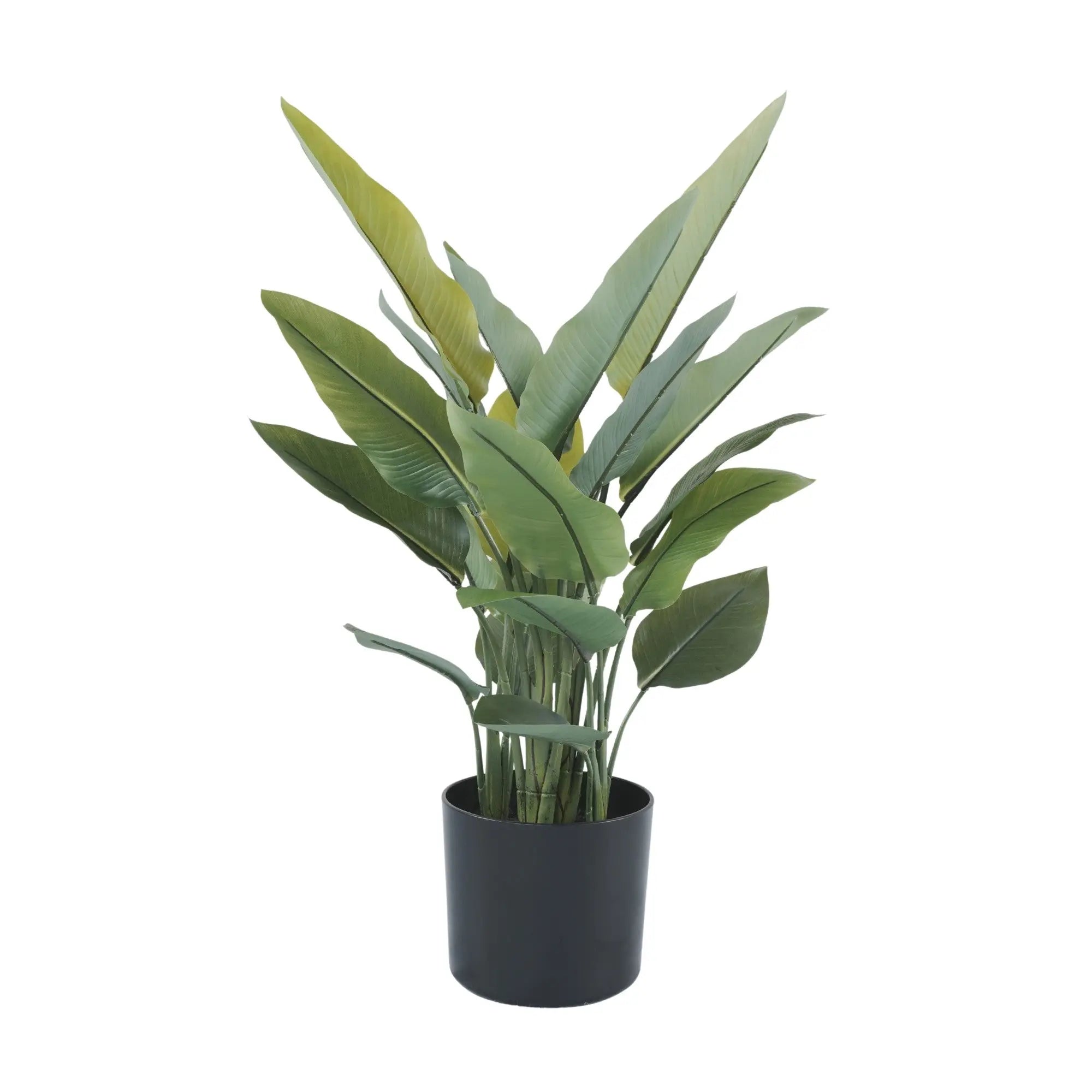 Premium Small Potted Strelitzia / Bird of Paradise 27.6in 