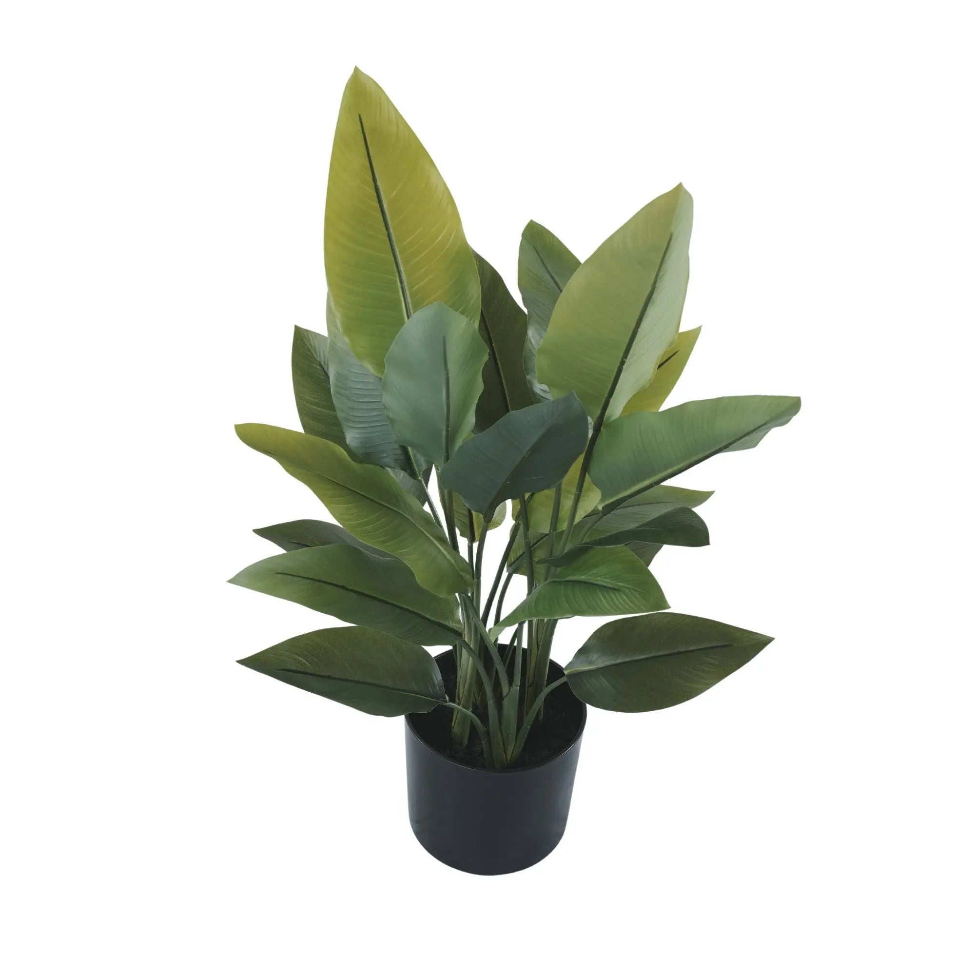 Premium Small Potted Strelitzia / Bird of Paradise 27.6in 