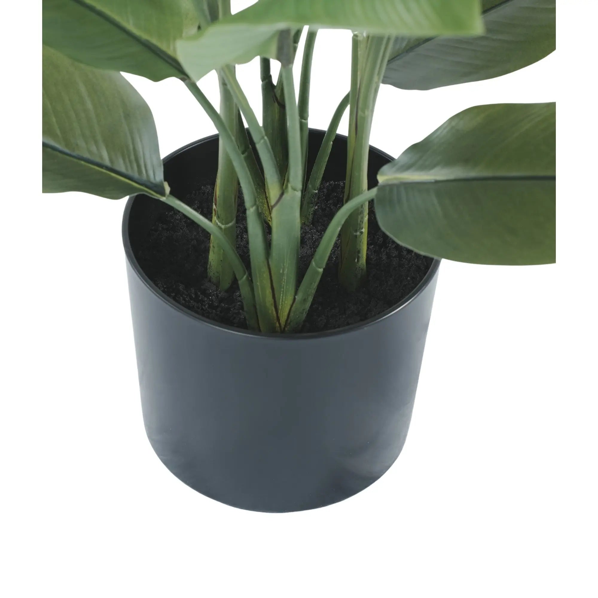 Premium Small Potted Strelitzia / Bird of Paradise 27.6in 