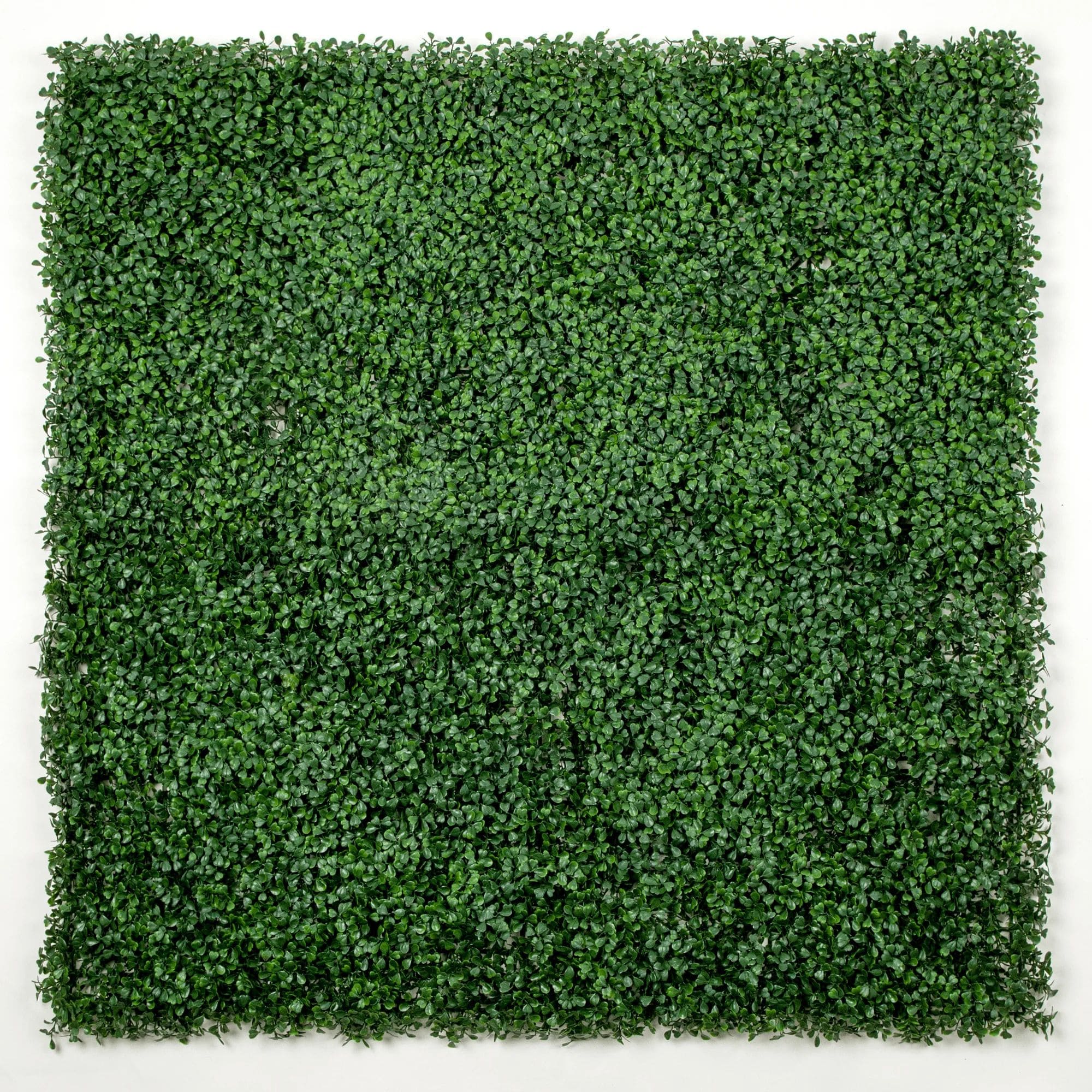 Dark Artificial Boxwood Wall 40" x 40" 11SQ FT Commercial Grade UV Resistant